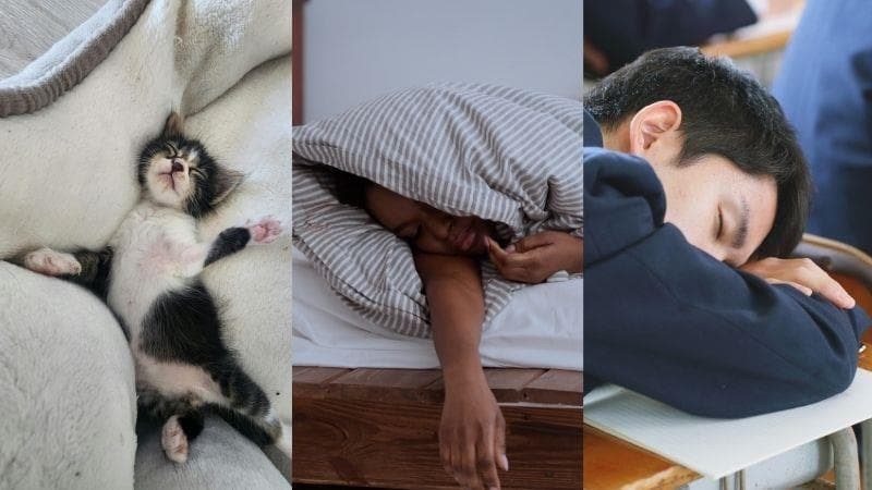 Suplementos que pueden mejorar la calidad del sueño