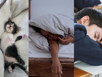 Suplementos que pueden mejorar la calidad del sueño