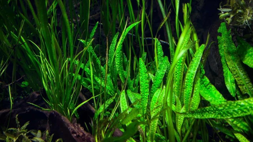 Todo lo que debes saber sobre las algas como alimento | Dietista Vigo