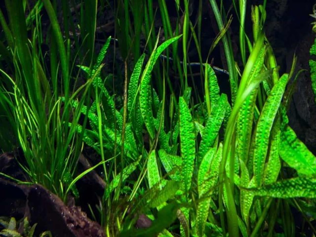 Todo lo que debes saber sobre las algas como alimento