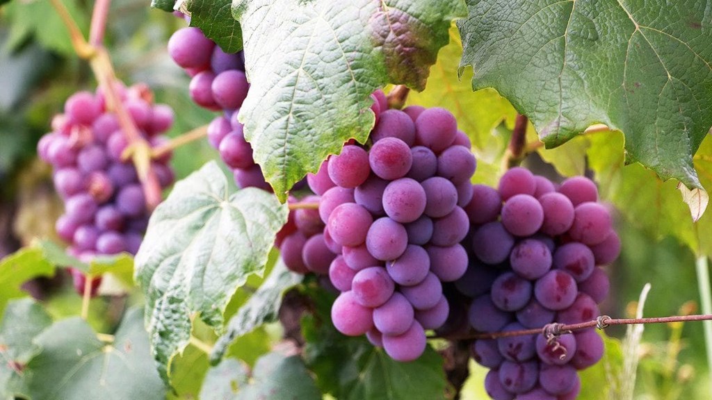 Todo lo que te estás perdiendo si piensas que las uvas engordan  | Dietista en Vigo