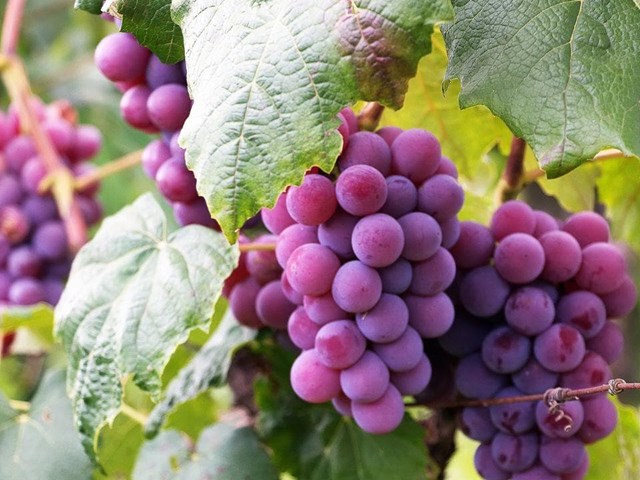 Todo lo que te estás perdiendo si piensas que las uvas engordan